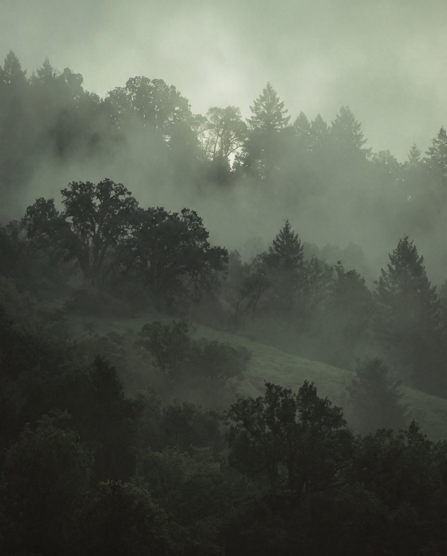 Forêt de brume, affiche paysage