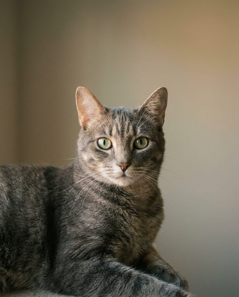 Portrait de chat en hommage : chat gris tigré couché dans une lumière chaude de fin de journée, sur fond neutre sans décor