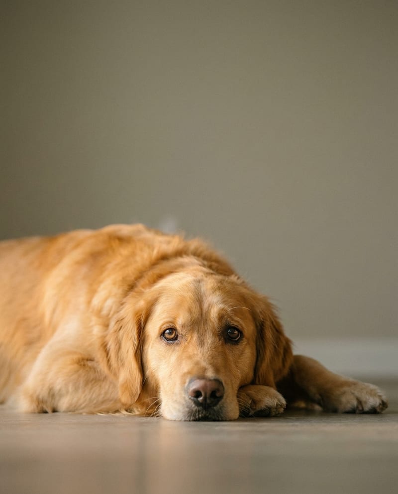 Portrait de chien décédé en hommage : golden retriever couché dans une lumière chaude de fin de journée, fond neutre